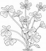 Montana Coloring Flowers Sorrel Wood Categories sketch template