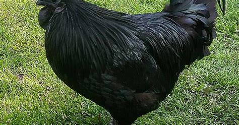 Black Cock Album On Imgur