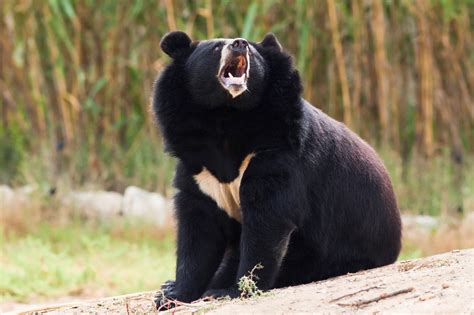 asiatic black bear jattdisitecom