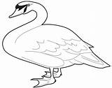Goose Swan Outline Clipart Clip Tundra Coloring Printable Svg Mute Pages Large Drawings Clker Categories Clipartmag sketch template