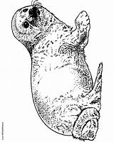 Seal Coloring Pages Leopard Clipart Cute Drawing Library Designlooter 81kb 296px sketch template