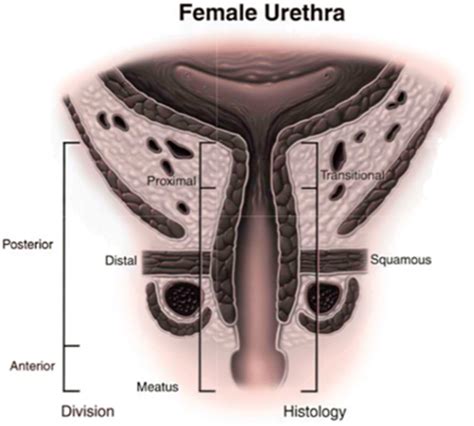 Sex Differences In Lower Urinary Tract Biology And Physiology Biology