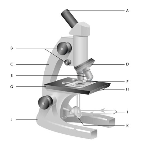 biology parts   microscope quiz diagram quizlet