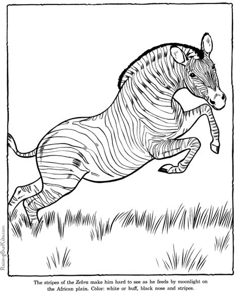 zebra coloring pages zoo animals