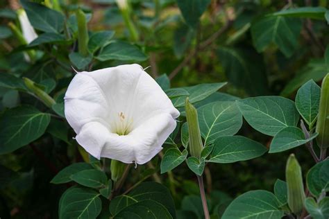 moonflower plant care growing guide