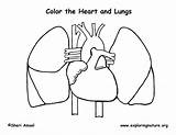 Cardiovascular Worksheeto Lungs sketch template