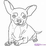 Chihuahua Coloring Pages Chiwawa Dog Draw Step Drawing Chihuahuas Puppy Kids Beverly Hills Dogs Books Happy Pugs Girls Print Online sketch template