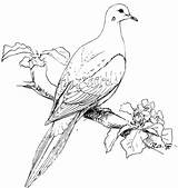 Coloring Dove Pages Bird Mourning Doves Birds Drawing Printable Perched Realistic Turtle Print Clip Colouring Cocrico Supercoloring Goose Color Kids sketch template