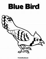 Coloring Bird Pages Printable Blue Kids Jay Birds Bluebird sketch template