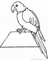Parrot Coloring Pages Flying Getcolorings sketch template