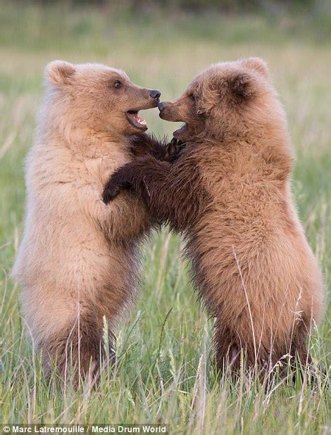 bear cubs look cute as their mother teaches them to playfight daily