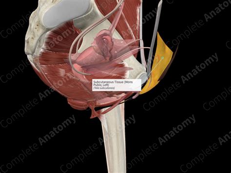 Subcutaneous Tissue Mons Pubis Left Complete Anatomy