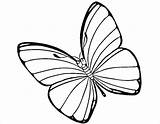 Easter Coloring Butterfly Pages sketch template
