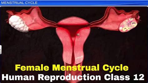 cbse class 12 biology human reproduction 3 menstrual cycle