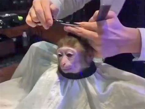 monkey haircut meme   photoshopped   business insider