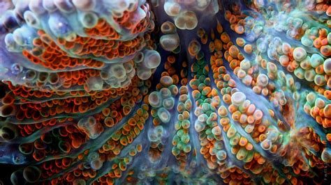 wonderful macro photographs of underwater corals
