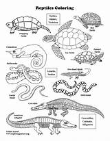Reptiles Coloring Graphics sketch template