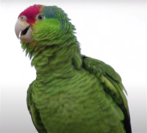 buy red crowned amazon parrot   sale top breeders