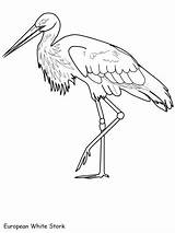 Stork Coloring European Pages Bird Birds Ws sketch template