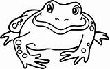 Bullfrog Amphibian Newt Familyfriendlywork sketch template