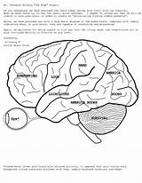 Brain Coloring Anatomy Pages Human Printable Physiology Drawing Book Spinal Pdf Eyes Eye Cord Kids Colouring Print Color Simple Heart sketch template