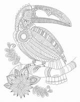 Dschungel Tukan Ausmalen Doodle Toucan Zentangle Colouring Kleurplaten Abstract Zum Volwassenen Malbild sketch template