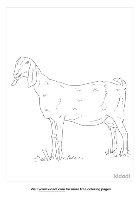nubian goat coloring page  mammals coloring page kidadl