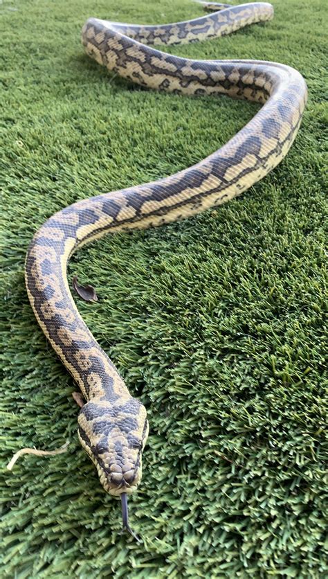 anaconda python path variable gallery green length female wild vrogue