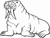 Walrus Coloring Pages Clipart Clip Printable Animals Kids Animal Library Cliparts Sea Drawing Arctic Print Gif Walruses Seals Old Wildlife sketch template
