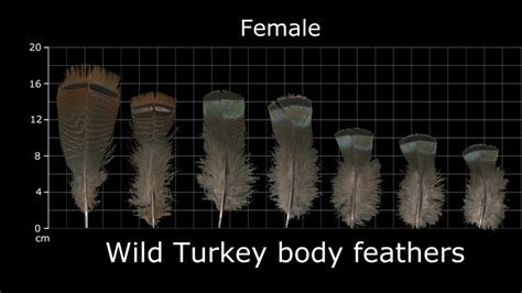 The Feather Atlas Feather Identification And Scans U S
