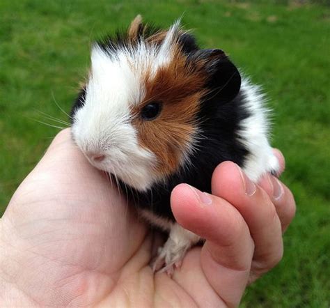 baby guinea pigs stayed  small  adorable