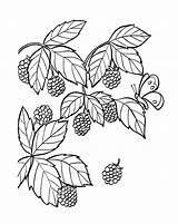 Blackberry Coloring Pages Print sketch template
