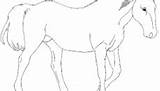 Lipizzan sketch template