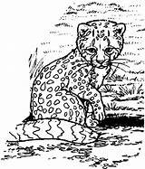 Cheetah Cubs Uniquecoloringpages Coloringhome sketch template