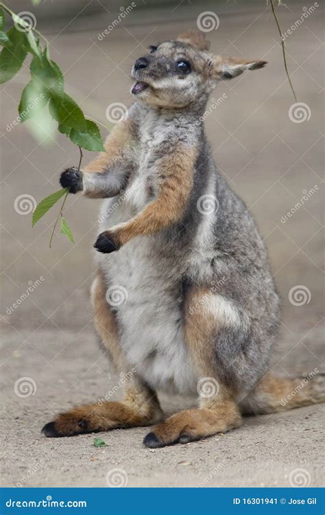 tammar wallaby stock image image  eugenii branch