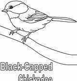 Chickadee sketch template