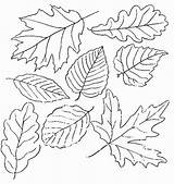 Coloring Leaf sketch template