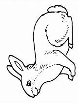 Rabbit Coloringpage sketch template