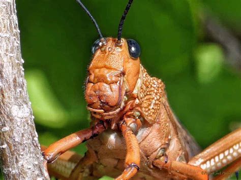 hidden beauty   locust focusing  wildlife