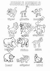Animals Jungle Coloring Worksheet Sheet Worksheets English Vocabulary Esl Preview sketch template