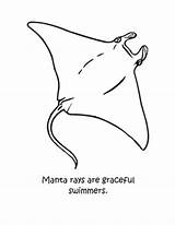Manta Graceful sketch template