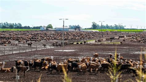 Silvopastoreo Una Herramienta De Los Ganaderos Para Disminuir El Daño