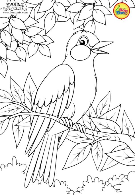 summer coloring pages  seniors