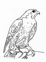 Coloring Pages Falcons Falcon Birds Recommended Color sketch template