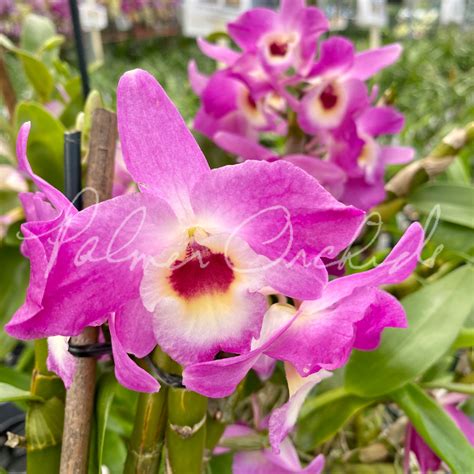 den country girl warabeuta — palmer orchids