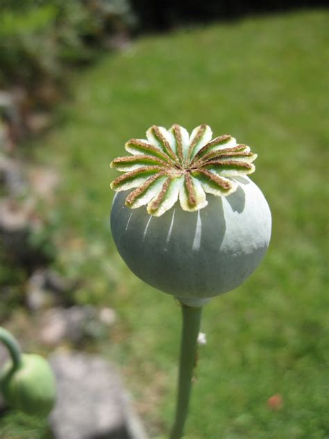 Seed Head Opium Poppy Kiwinz Flickr