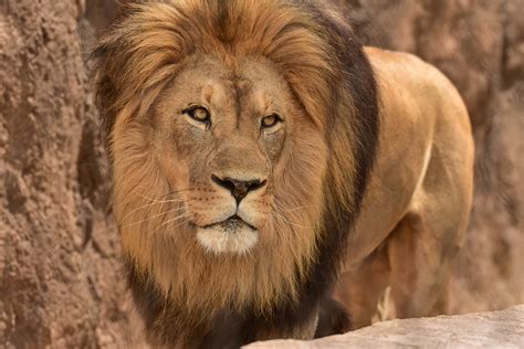 lion lion san diego zoo meaning pronunciation translations