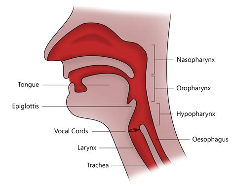 upper airway anatomy diagram