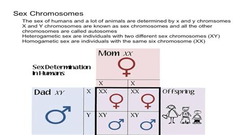 Sex Chromosomes Youtube