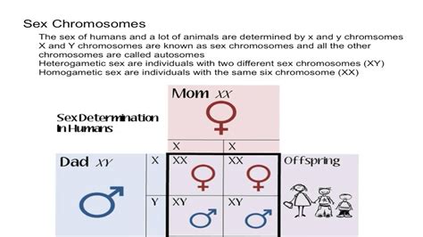 Picture Of Sex Chromosomes – Telegraph